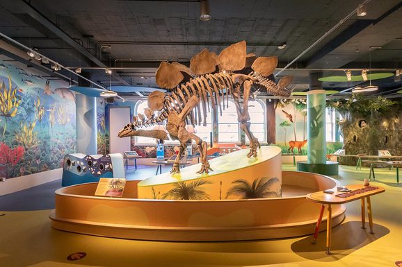 A model of a stegosaurus skeleton standing in the middle of a colourful museum gallery.