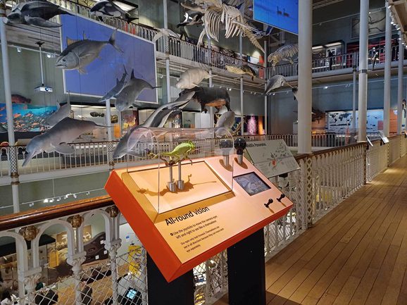 A wildlife panorama of different species of animals hangs from the ceiling of the Natural World galleries at the National Museum of Scotland.