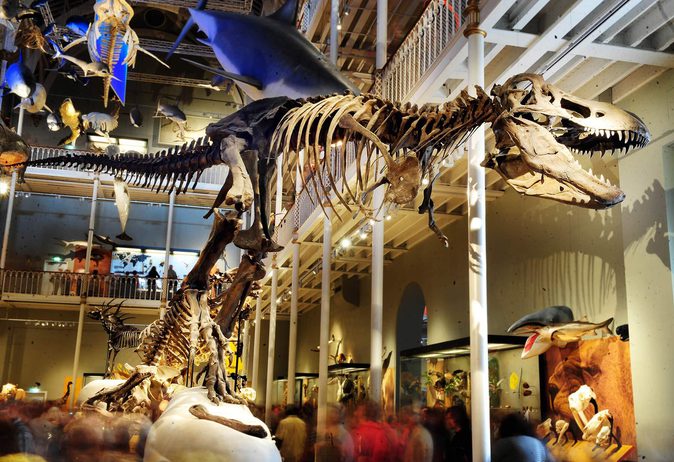 The skeleton of a tyrannosaurus rex on display in a multi-storey museum gallery.