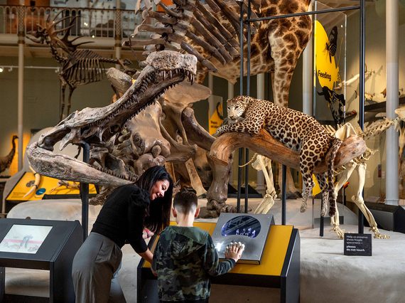 A mother and son interact with a museum display in front of a group of taxidermy models and animal skeletons. A leopard sits on a tree branch next to the skull of a crocodile.