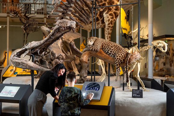 A mother and son interact with a museum display in front of a group of taxidermy models and animal skeletons. A leopard sits on a tree branch next to the skull of a crocodile.