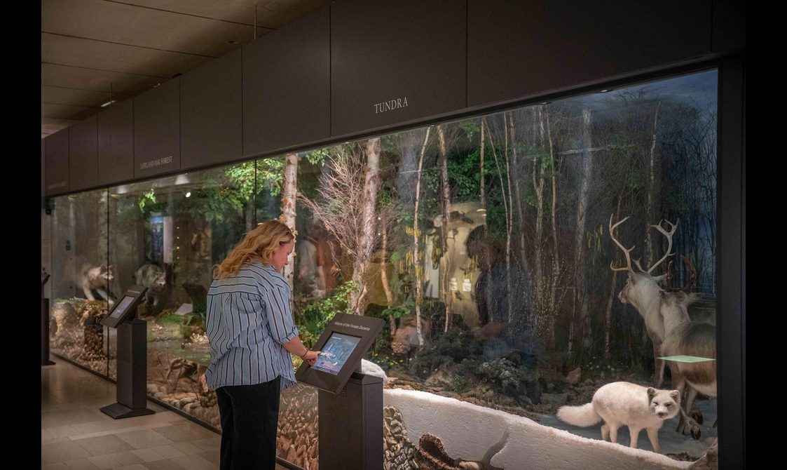 A woman interacts with a screen in front of a wildlife diorama. On display are taxidermy models of Scotland's historical wildlife, including Arctic foxes, beavers, deer, and bears.