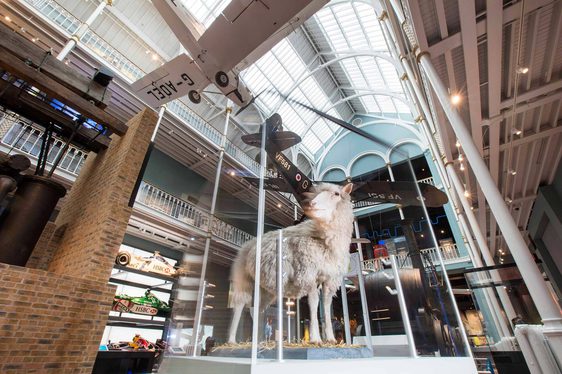 Dolly the sheep in a glass case surrounded by vehicle displays in a large museum gallery.
