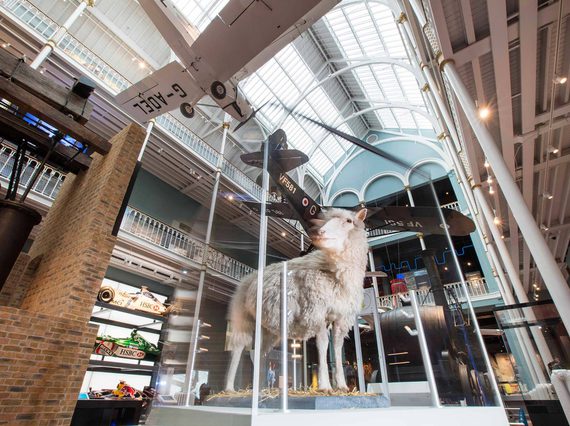 Dolly the sheep in a glass case surrounded by vehicle displays in a large museum gallery.
