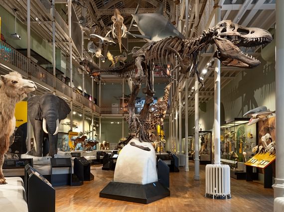 A multi-storey museum gallery with taxidermy models of animals on display. The skeleton of a T.Rex stands at the entrance to the gallery.