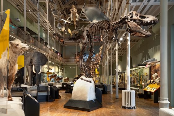 A multi-storey museum gallery with taxidermy models of animals on display. The skeleton of a T.Rex stands at the entrance to the gallery.