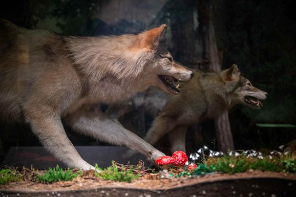 Two taxidermy models of wolves in a museum display case.