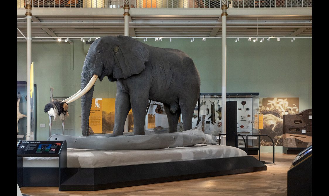 An elephant on display in the Animal World gallery.