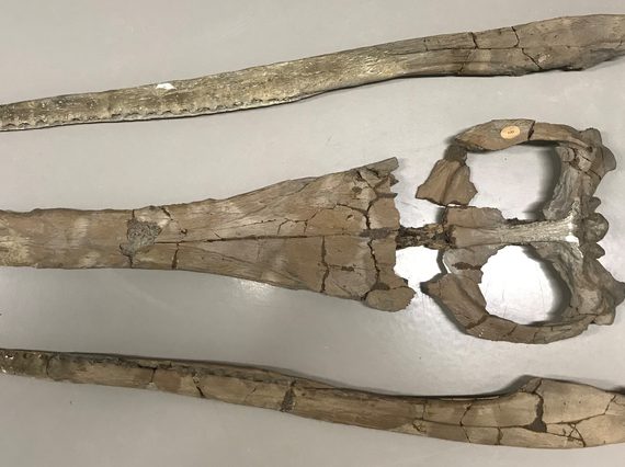 A set of pointed skull fossilised bones in multiple pieces.