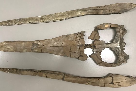 A set of pointed skull fossilised bones in multiple pieces.