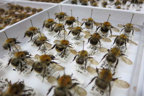 A tray of bumblebee specimens mounted in a white drawer.