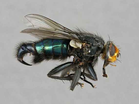 Close up of a fly with a golden head and iridescent green abdomen and a hooked stinger tail.