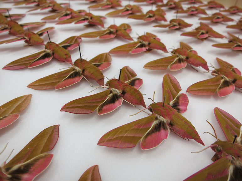 A large collection of brown moths with pink and dark brown markings on their wings, pinned in rows to a white surface.