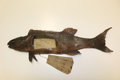 Dried fish specimen with labels on top of its abdomen and next to its underside.