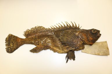 Dried fish specimen with a spiky back fin and a label next to its head.