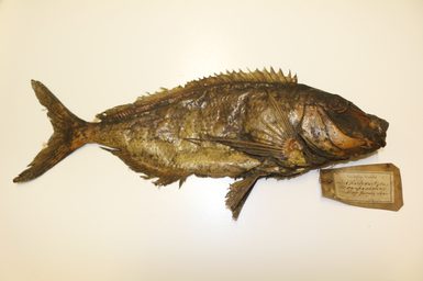 Dried fish specimen with a a rounded body and small spiked back fins with a label next to its head.