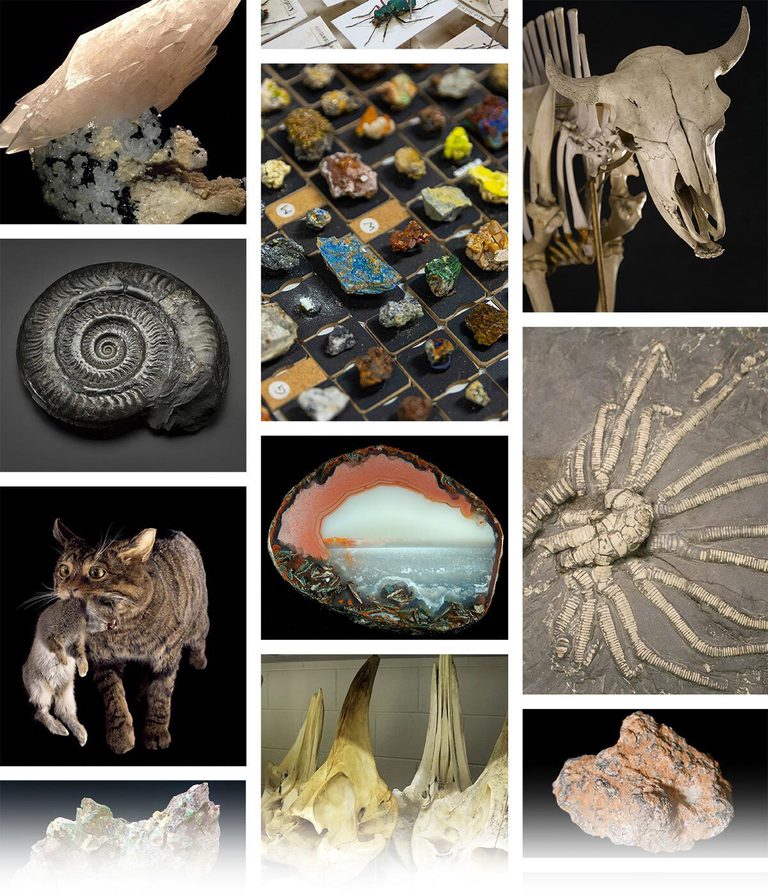 Rows of images showing items from the Natural Sciences collection.