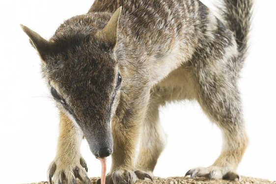 An anteater animal on all fours with its tail high in the air and a long tongue extending to the ground