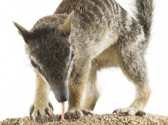 An anteater animal on all fours with its tail high in the air and a long tongue extending to the ground