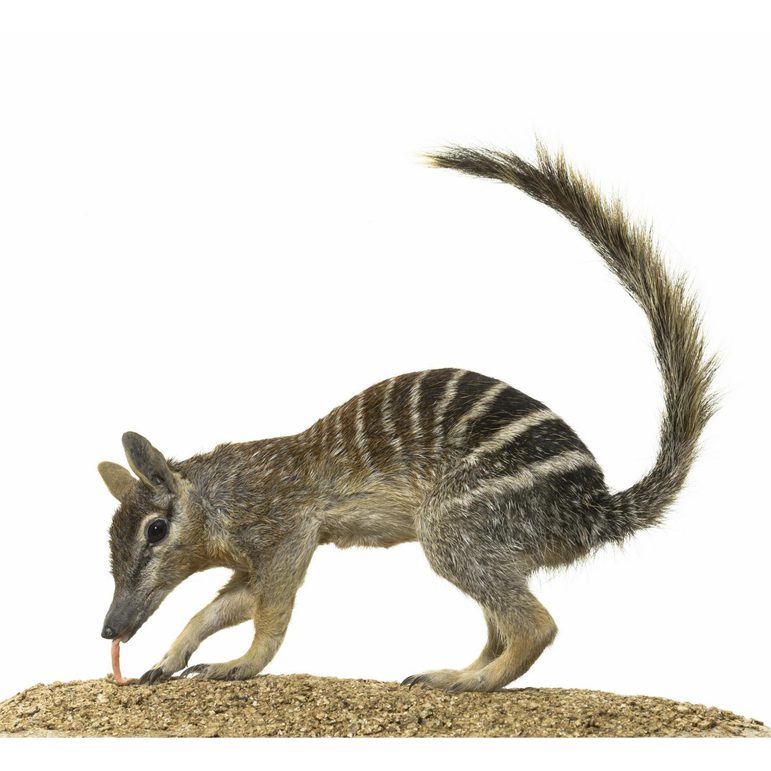 An anteater animal on all fours with its tail high in the air and a long tongue extending to the ground