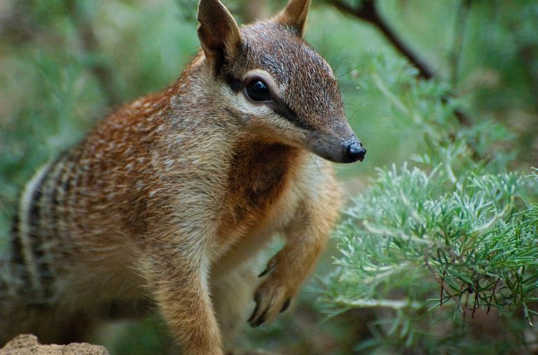 A close up of a numbat animal with a small narrow face and big eyes with pointy ears, captured in a forest of green fir trees