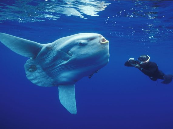 A large white fish with two extended fins underwater with a scuba diver holding a camera