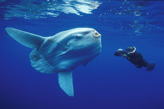 A large white fish with two extended fins underwater with a scuba diver holding a camera
