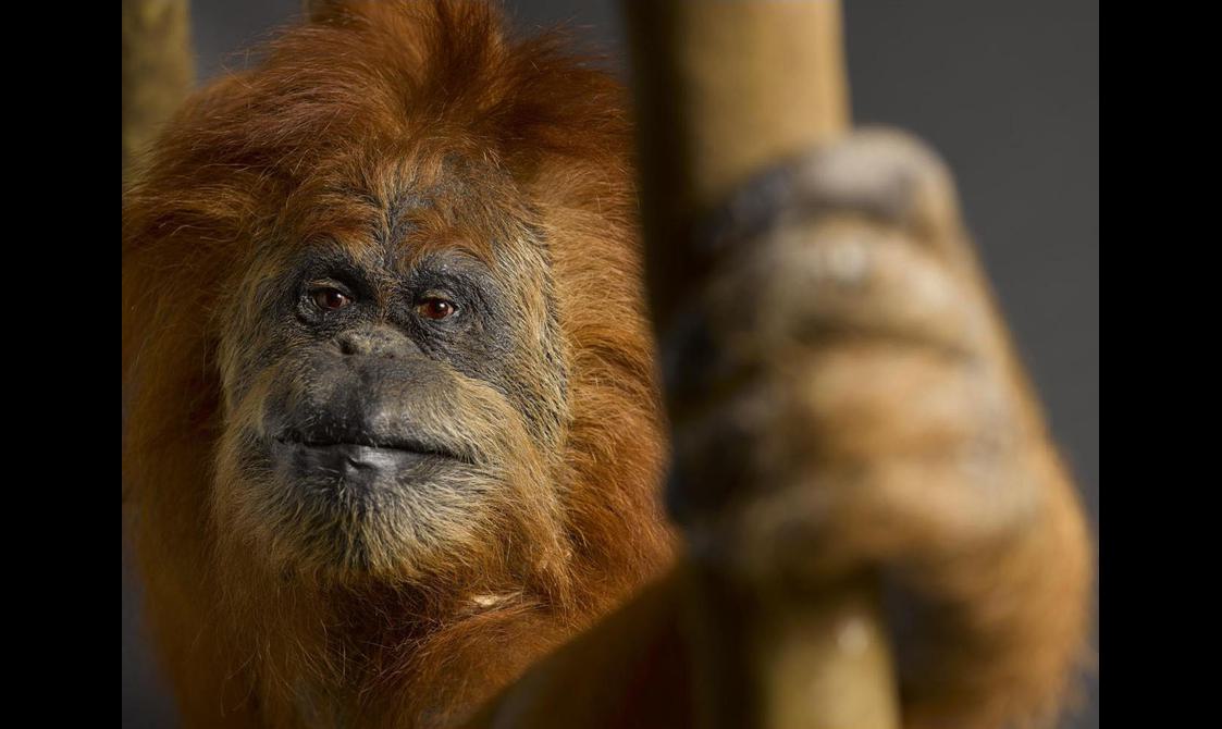 A taxidermy specimen of an orangutan, posted with its hand wrapped around a branch and its face looking at the camera.