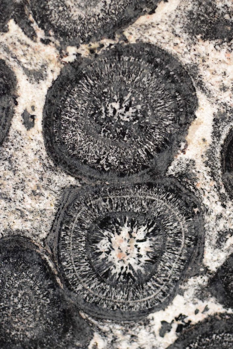 A close up of a rock with concentric oval designs on its surface