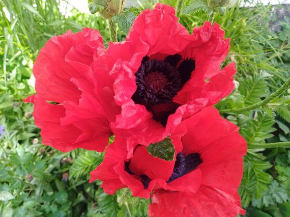 Three blooming red poppies with black centres