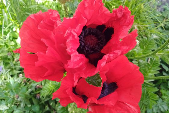 Three blooming red poppies with black centres