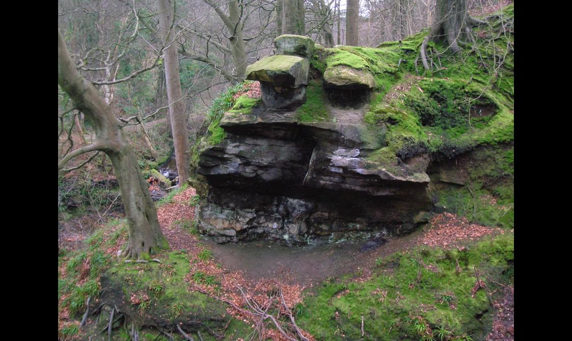 A large rock with overhangs in a forest.