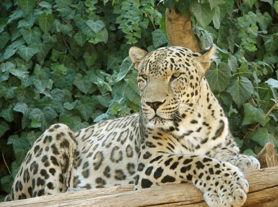 A leopard sitting with it's front paws draped over a branch and green leaves in the background.