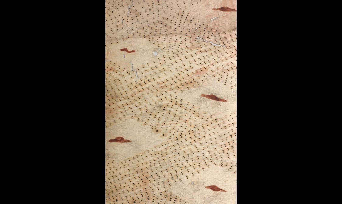 Detail of a yellow barkcloth with black dots throughout the fabric that creates five club shaped blank areas. Within those, red lines are painted in.