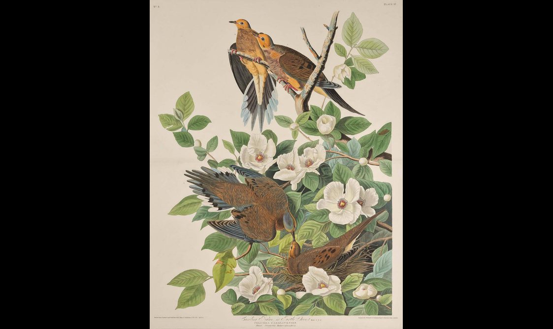 Illustration of two Carolina Pigeons and two Turtle Doves perching on branches.