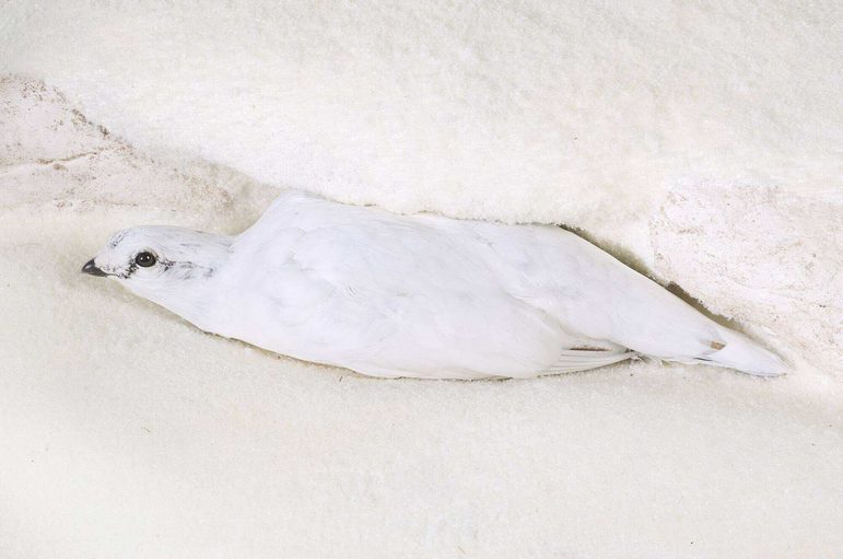 A small white bird lying in white snow.