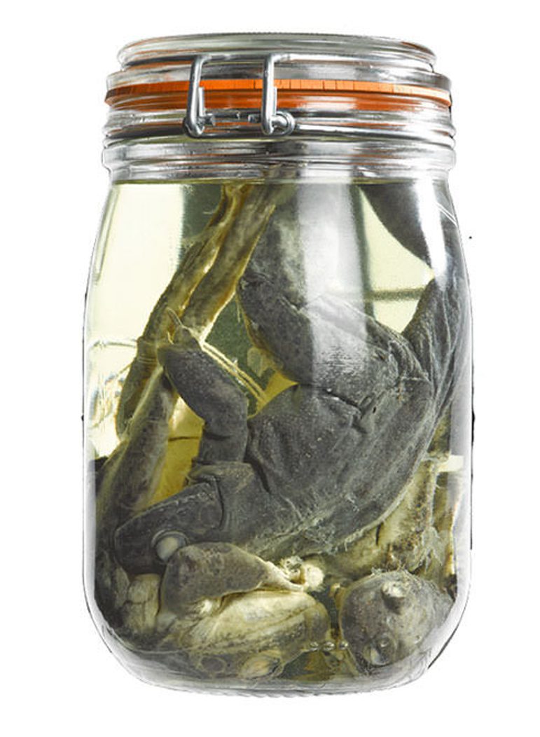 Specimens of frogs floating in liquid in a clamp-top glass jar.