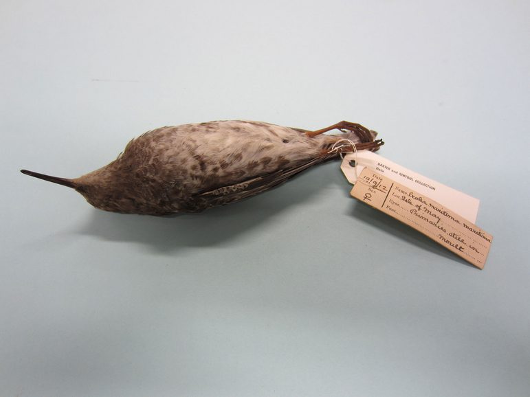 A taxidermy brown bird lying on its back with two tags attached to its right foot