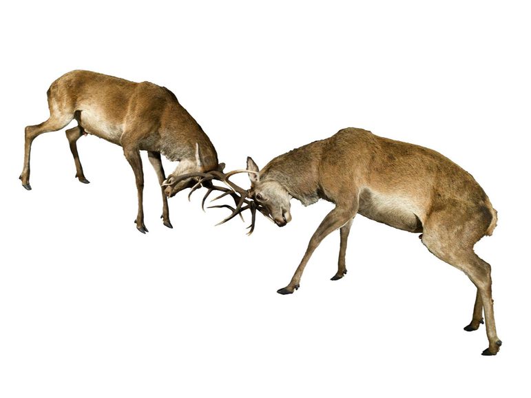 Two red deer lock antlers in a fight.
