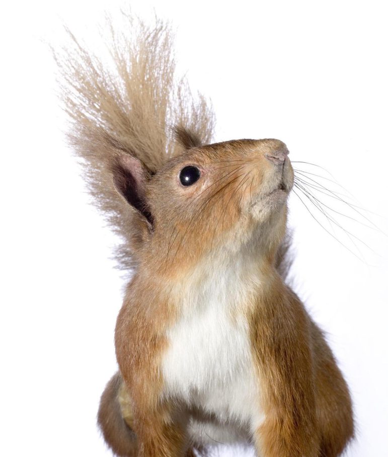 A red squirell looking upwards.