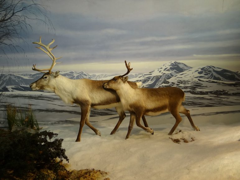 Two taxidermy reindeers in a mountainous snowy setting.