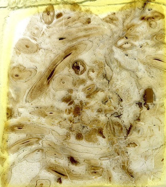 A yellow fossilised rock with dark swirls and pockmarks