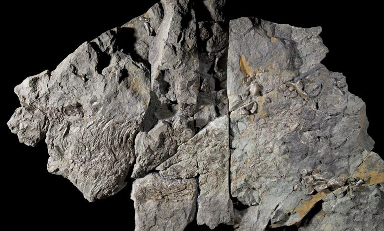 A large jagged grey rock with yellow flecks with a fossilied creature against a black background