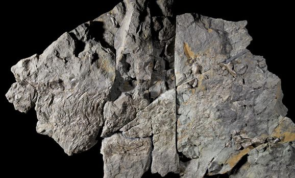 A large jagged grey rock with yellow flecks with a fossilied creature against a black background
