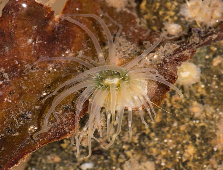 A sea anemone with many translucent white tentacles on a reddish brown rock underwater.