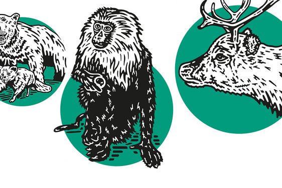 Line illustrations of a polar bear, Arctic fox, monkey, and reindeer. Each is framed within a green circle.