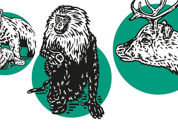 Line illustrations of a polar bear, Arctic fox, monkey, and reindeer. Each is framed within a green circle.
