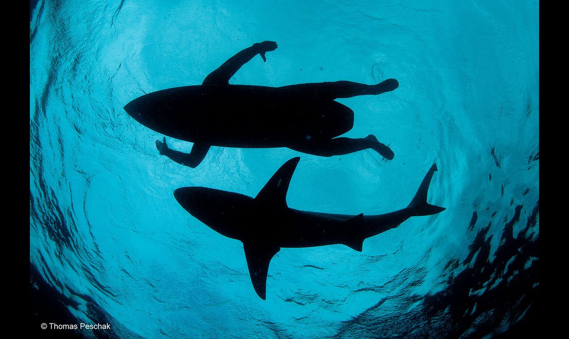 View looking up to the surface of the sea with the outlines of a surfer on a board nexto to a shark swimming.