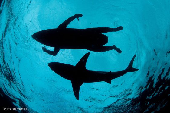 View looking up to the surface of the sea with the outlines of a surfer on a board nexto to a shark swimming.