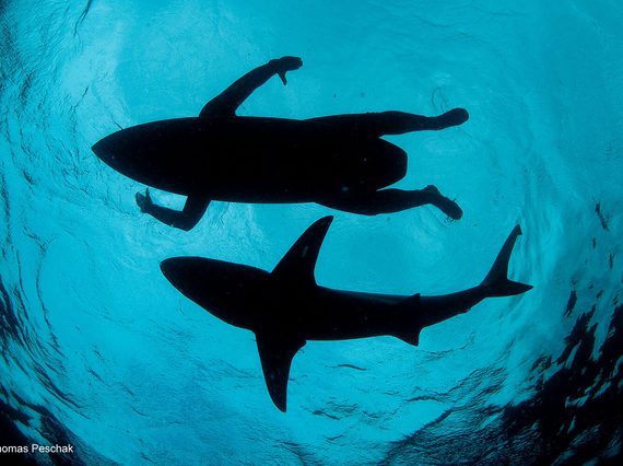 View looking up to the surface of the sea with the outlines of a surfer on a board nexto to a shark swimming.